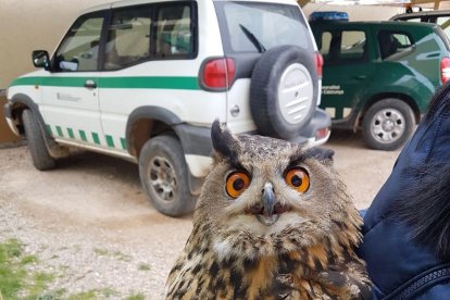 El pájaro fue trasladado a un centro de fauna para su recuperación.