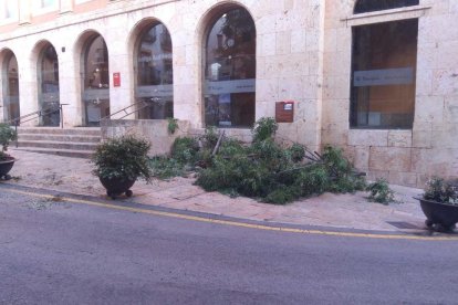 Imatge de la gran branca caiguda a la plaça del Pallol.