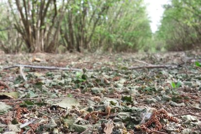 Imagen de un campo de avellanos con las hojas caídas.