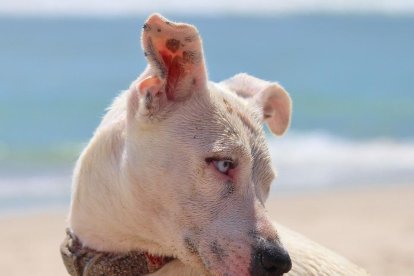 La importància de protegir els gossos  amb la calor.