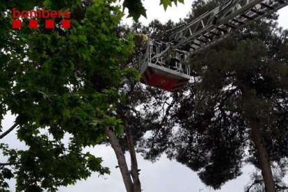 Els Bombers han tallat la branca en poc menys d'una hora