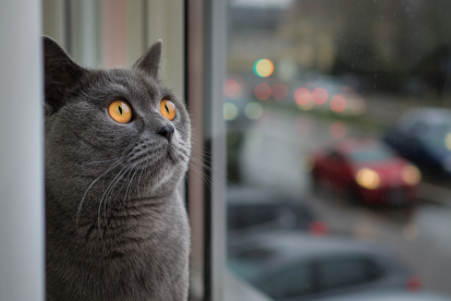 El detenido tiró el gato en varias ocasiones desde la ventana de su domicilio, situado en la calle Condesa de Bureta, Zaragoza.