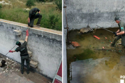 Moment del rescat d'un dels tres teixons a la bassa del Parc Samà.