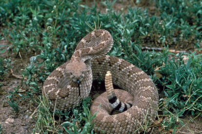 'Crotalus atrox' és una espècie de rèptil vipèrid que viu al sud d'Amèrica del Nord.