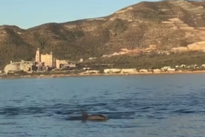 Imagen de uno de los delfines vistos en la bahía de los Alfacs.