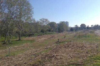 Pla general de la llera del riu Francolí a Tarragona on s'ha actuat per retirar vegetació invasora i garantir la circulació de l'aigua. Imatge publicada el 21 de febrer del 2018