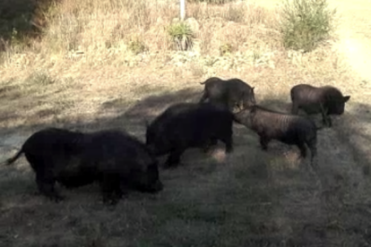 Un grup de porcs senglars a Sant Pere i Sant Pau.