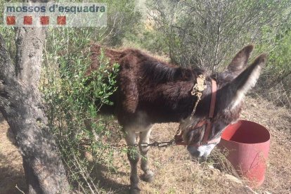 El poney se encontraba atado con una cadena a un olivo.