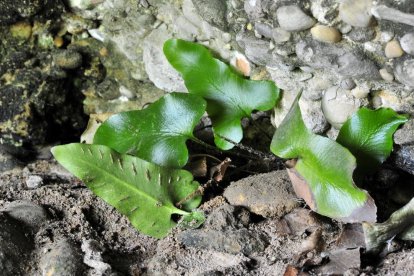 Ejemplar del helecho conocido como lengua de ciervo (Asplenium sagittatum).