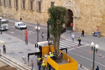 Operaris plantant l'alzina al passeig de Sant Antoni.