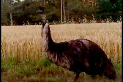 El emú en medio de la carretera entre Monells y Madremanya.