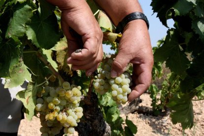 Detall d'unes mans collint garnatxa blanca a Batea, a la Terra Alta, a finals d'agost