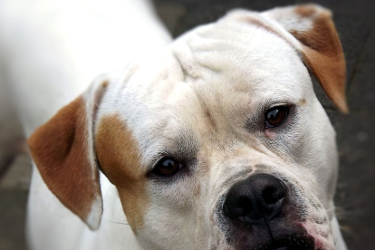 El perro de Cristian Dutu era un bulldog americano.