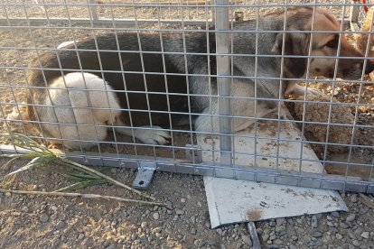 La protectora l'Última Llar s'ha fet càrrec del gos, un encreuament de mastí.