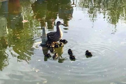 El grup d'ànecs, a l'Estany.