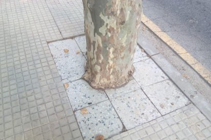 Imatge d'un dels arbres rodejat de llambordes.