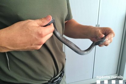 Se trata de una serpiente constrictora no venenosa típica de los desiertos de México y California.