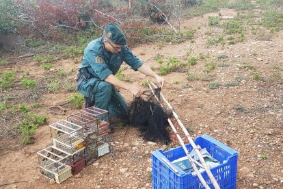 La Guàrdia Civil va intervenir diversos exemplars de caderneres i passerell.