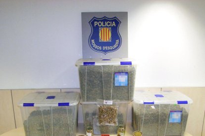 Els Mossos van intervenir més de 900 plantes i 36 quilos de cabdells de marihuana en dues cases d'Almoster i Mont-roig del Camp.