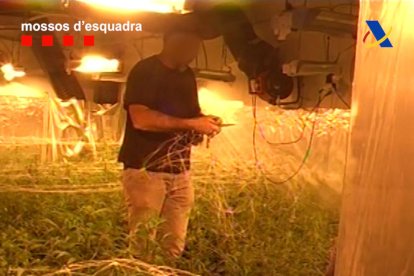 Una de les plantacions interiors descobertes en l'operació realitzada pels Mossos.