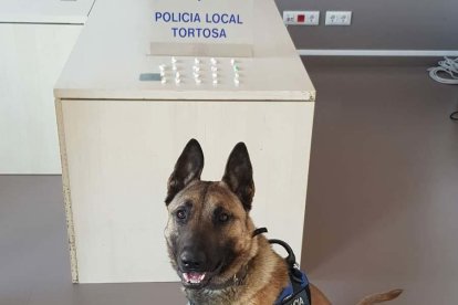 Una unidad canina encontró 18 papelinas de sustancias estupefacientes en el vehículo del arrestado.