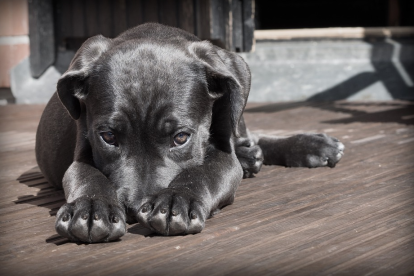 Según el propietario, que es educador canino, «eran perros del todo sociables».