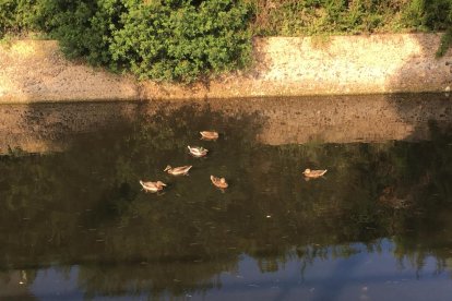 Los patos, descansando.