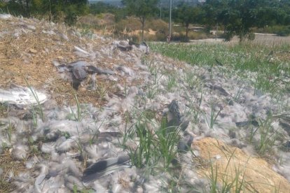 En la zona se acumulan alas, pieles y plumas de decenas de aves, ya que toma sólo la carne de los animales.