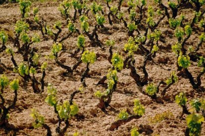 La verema ha arrencat amb la collita de varietats blanques en la part sud de la DO Montsant.