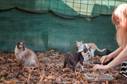 Imagen de una colonia de gatos urbanos.