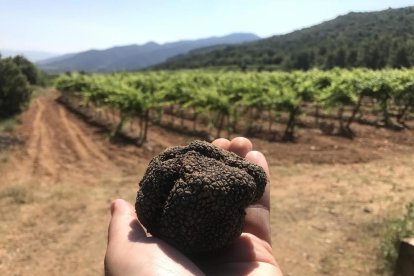 Una tòfona recollida a la zona del Baix Camp.