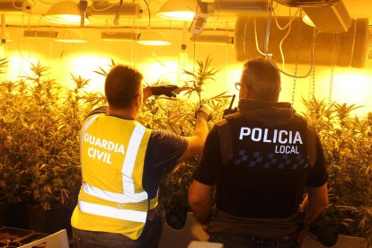 S'han intervingut 305 plantes de cànnabis sátiva amb un pes de 89 quilos, 1 quilo de marihuana i nombrosos útils i fertilitzants per facilitar el seu cultiu interior.