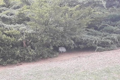 Imagen de uno de los animales a bajo la vegetación que hay en la plaza.