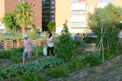 Imatge de l'Hort Social que hi havia al campus Catalunya fins a l'inici de les obres de la nova Facultat de Ciències de l'Educació i Psicologia.