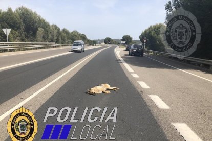 Imagen del perro fallecido en la C-51, en el Vendrell.