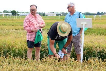 Productores de arroz observan el estado de la espiga en uno de los campos de la Estación Experimental del Ebro.