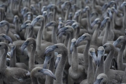 El anillamiento de los poolos de flamenco en el Delta del Ebre.