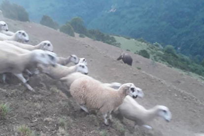 Moment en què l'os s'aproxima al ramat