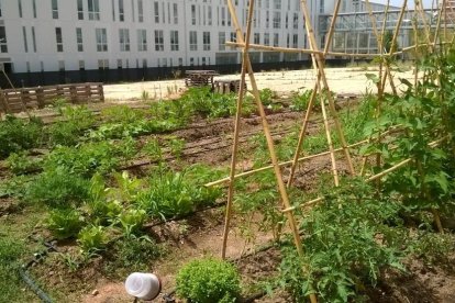 Imatge de l'hort urbà que hi havia a la URV fins a l'inici de les obres de la Facultat d'Educació.