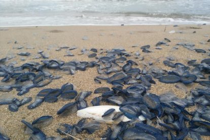 Les Velelles han ocupat bona part de la platja