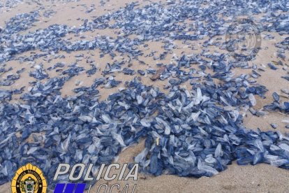 Les meduses han aparegut a la platja del Francàs