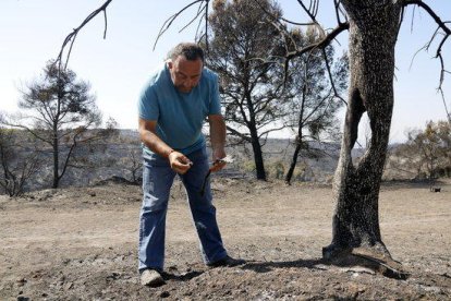 El Julio Cabré analitza una de les oliveres cremades.