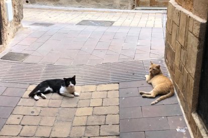 La campaña de control de las colonias de gatos en la vía pública se inició en febrero.