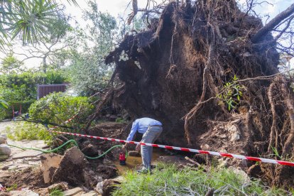 La forma amb què el vent va arrencar els arbres d'arrel fa pensar que va tractar-se d'un tornado.