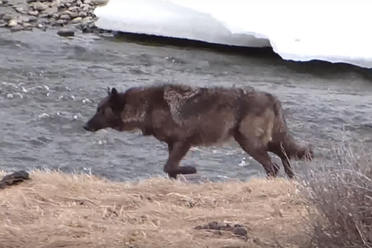 Imagen de Spitfire en Yellowstone.