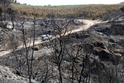 Un vehículo circula por los caminos de Bovera, entre fincas quemadas.