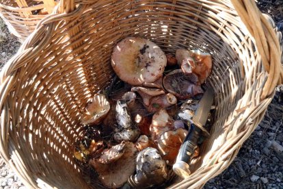 Ara ja no caldrà carnet per a collir bolets a la zona de Poblet.