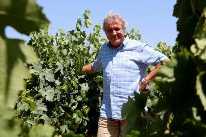 El presidente de la DO Penedès, Joan Huguet, captado entre viñas.