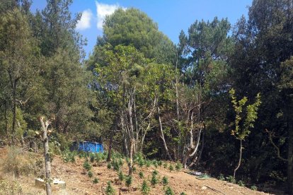 Imagen de la plantación descubierta a Capafons.