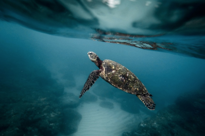 Un tercio de las poblaciones de peces está en situación de sobrepesca.